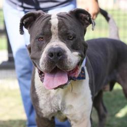 Shelter Stray Male Dog last seen GUS ECKERT RD, 4710 TX-151, San Antonio, TX 78227, USA