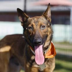Shelter Stray Male Dog last seen Near BLOCK INDIAN PIPE, 4710 TX-151, San Antonio, TX 78227, USA