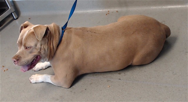 Shelter Stray Female Dog last seen FILLMORE UNKNOWN CROSS ST, 1419 Bryant St, San Francisco, CA 94103, USA