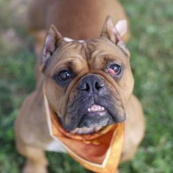 Shelter Stray Female Dog last seen ENCINO COMMONS, 4710 TX-151, San Antonio, TX 78227, USA
