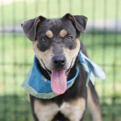 Shelter Stray Female Dog last seen SW 24TH, 4710 TX-151, San Antonio, TX 78227, USA