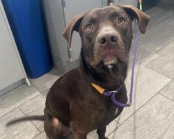 Shelter Stray Male Dog last seen Near BLOCK E 32ND AVE, DENVER CO 80238, 2080 S Quebec St, Denver, CO 80231, USA