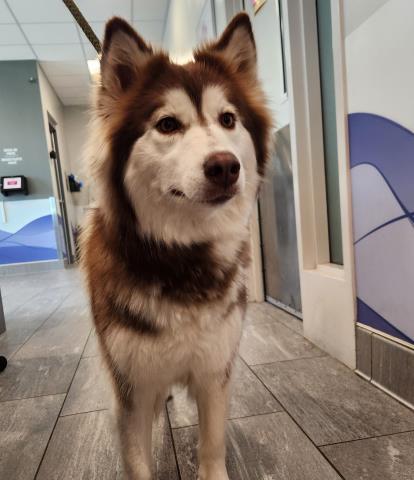Shelter Stray Female Dog last seen Near BLOCK E BROWN PL, AURORA CO 80013 1838, 2080 S Quebec St, Denver, CO 80231, USA