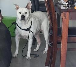 Shelter Stray Female Dog last seen Near BLOCK ORBITAL RIDGE, 4710 TX-151, San Antonio, TX 78227, USA