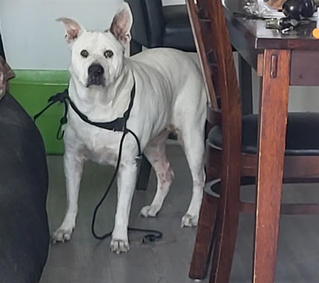 Shelter Stray Female Dog last seen Near BLOCK ORBITAL RIDGE, 4710 TX-151, San Antonio, TX 78227, USA