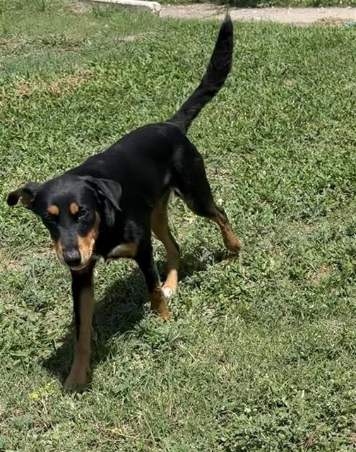 Shelter Stray Male Dog last seen Near BLOCK HIDGALO, 4710 TX-151, San Antonio, TX 78227, USA
