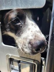 Shelter Stray Male Dog last seen Near BLOCK HIDGALO, 4710 TX-151, San Antonio, TX 78227, USA