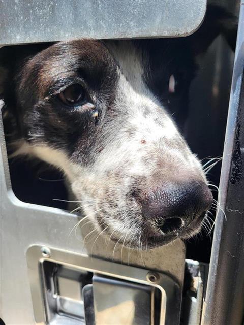 Shelter Stray Male Dog last seen Near BLOCK HIDGALO, 4710 TX-151, San Antonio, TX 78227, USA