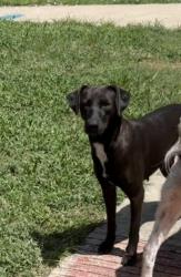 Shelter Stray Female Dog last seen Near BLOCK HIDGALO, 4710 TX-151, San Antonio, TX 78227, USA