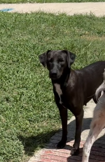 Shelter Stray Female Dog last seen Near BLOCK HIDGALO, 4710 TX-151, San Antonio, TX 78227, USA