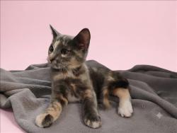 Shelter Stray Female Cat last seen , 1850 W 60th St, Los Angeles, CA 90047, USA