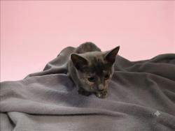 Shelter Stray Female Cat last seen , 1850 W 60th St, Los Angeles, CA 90047, USA