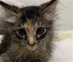 Shelter Stray Unknown Cat last seen , 1850 W 60th St, Los Angeles, CA 90047, USA