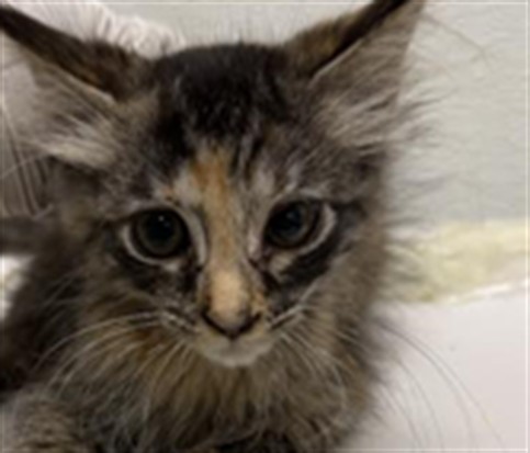 Shelter Stray Unknown Cat last seen , 1850 W 60th St, Los Angeles, CA 90047, USA