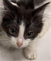Shelter Stray Unknown Cat last seen , 1850 W 60th St, Los Angeles, CA 90047, USA