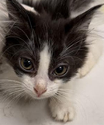 Shelter Stray Unknown Cat last seen , 1850 W 60th St, Los Angeles, CA 90047, USA