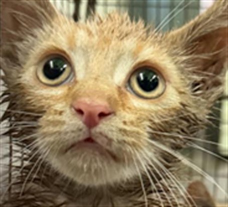 Shelter Stray Unknown Cat last seen , 1850 W 60th St, Los Angeles, CA 90047, USA