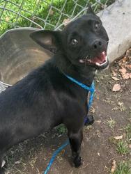 Shelter Stray Female Dog last seen Near BLOCK FILLMORE CT, HEMET CA 92543, 581 S Grand Ave, San Jacinto, CA 92582, USA