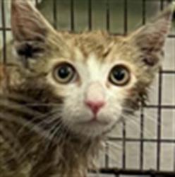 Shelter Stray Unknown Cat last seen , 1850 W 60th St, Los Angeles, CA 90047, USA