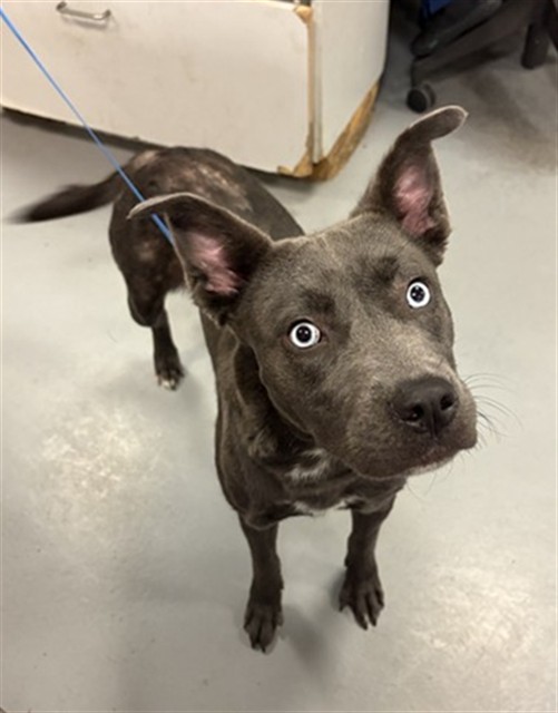 Shelter Stray Female Dog last seen Near BLOCK E 1ST ST, SAN JACINTO CA 92583, 581 S Grand Ave, San Jacinto, CA 92582, USA