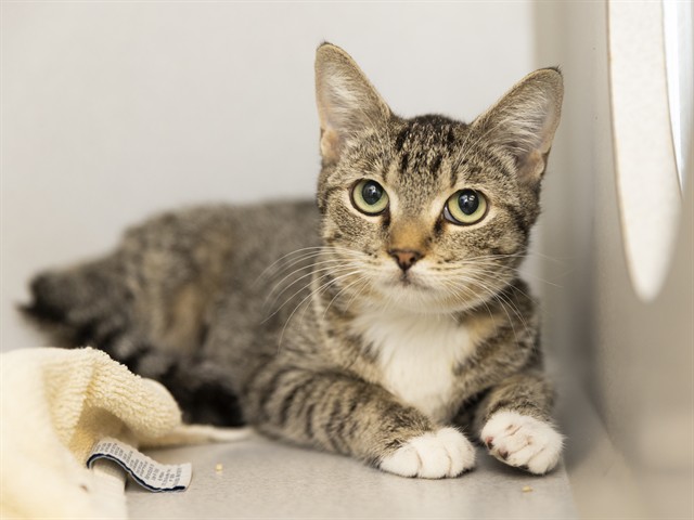 Shelter Stray Female Cat last seen Near BLOCK W LANE AVE, 5501 E Van Buren St, Phoenix, AZ 85008, USA