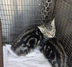 Shelter Stray Female Cat last seen , West Valley Animal Shelter, 20655 Plummer St, Chatsworth, CA 91311, USA