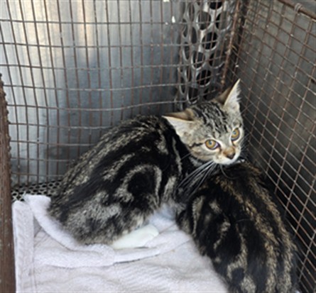 Shelter Stray Female Cat last seen , West Valley Animal Shelter, 20655 Plummer St, Chatsworth, CA 91311, USA