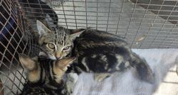 Shelter Stray Male Cat last seen , West Valley Animal Shelter, 20655 Plummer St, Chatsworth, CA 91311, USA