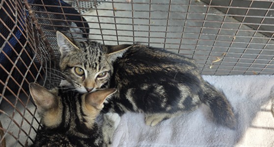 Shelter Stray Male Cat last seen , West Valley Animal Shelter, 20655 Plummer St, Chatsworth, CA 91311, USA