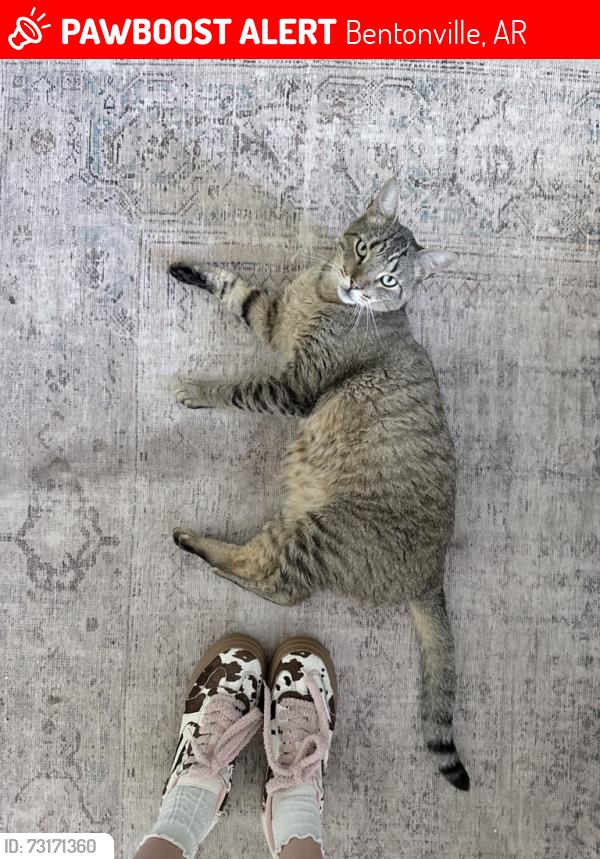 Lost Male Cat last seen Off of Morning Star, close to Wentworth ave, Bentonville, AR 72712