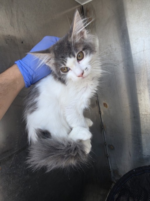 Shelter Stray Female Cat last seen , West Valley Animal Shelter, 20655 Plummer St, Chatsworth, CA 91311, USA