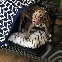 Shelter Stray Female Dog last seen ELSIE AVE/ STOCKON BLVD, 95828, 3839 Bradshaw Rd, Sacramento, CA 95827, USA