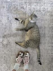 Lost Male Cat last seen Off of Morning Star, close to Wentworth ave, Bentonville, AR 72712