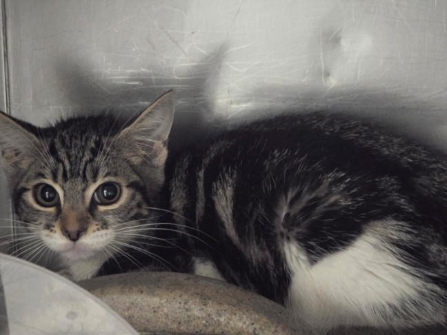 Shelter Stray Female Cat last seen , West Valley Animal Shelter, 20655 Plummer St, Chatsworth, CA 91311, USA