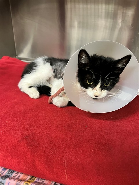 Shelter Stray Male Cat last seen , 11258 Garfield Ave, Downey, CA 90242, USA