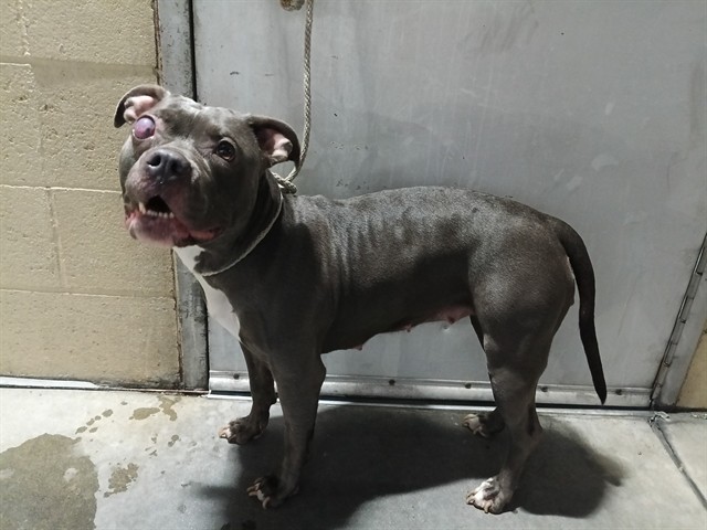 Shelter Stray Female Dog last seen , 11258 Garfield Ave, Downey, CA 90242, USA