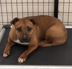 Shelter Stray Female Dog last seen Near BLOCK SUNSET PARK,63031, 10521 Baur Blvd, Olivette, MO 63132, USA
