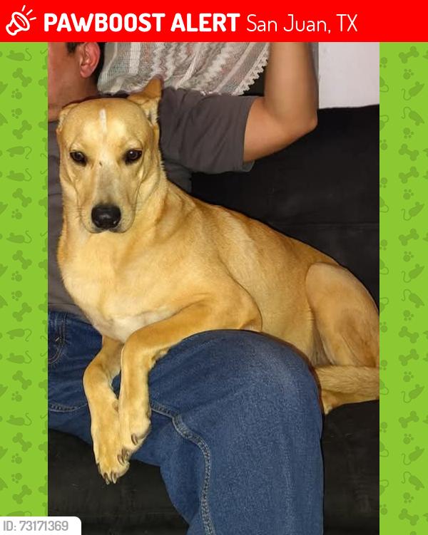 Lost Female Dog last seen Near and Raul Longoria San Juan, San Juan, TX 78589
