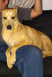 Lost Female Dog last seen Near and Raul Longoria San Juan, San Juan, TX 78589