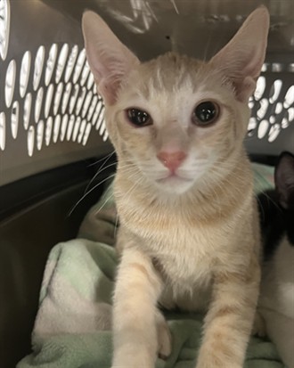 Shelter Stray Unknown Cat last seen , 957 N Gaffey St, San Pedro, CA 90731, USA