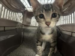 Shelter Stray Unknown Cat last seen , 957 N Gaffey St, San Pedro, CA 90731, USA