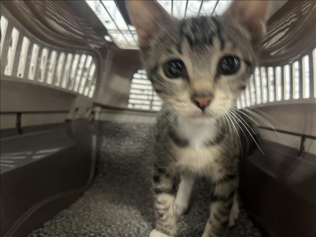Shelter Stray Unknown Cat last seen , 957 N Gaffey St, San Pedro, CA 90731, USA