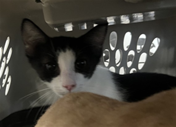 Shelter Stray Unknown Cat last seen , 957 N Gaffey St, San Pedro, CA 90731, USA