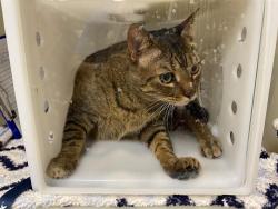 Shelter Stray Male Cat last seen Near BLOCK W ROGERS ST, 3839 W Burnham St, West Milwaukee, WI 53215, USA