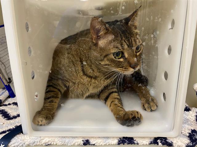 Shelter Stray Male Cat last seen Near BLOCK W ROGERS ST, 3839 W Burnham St, West Milwaukee, WI 53215, USA