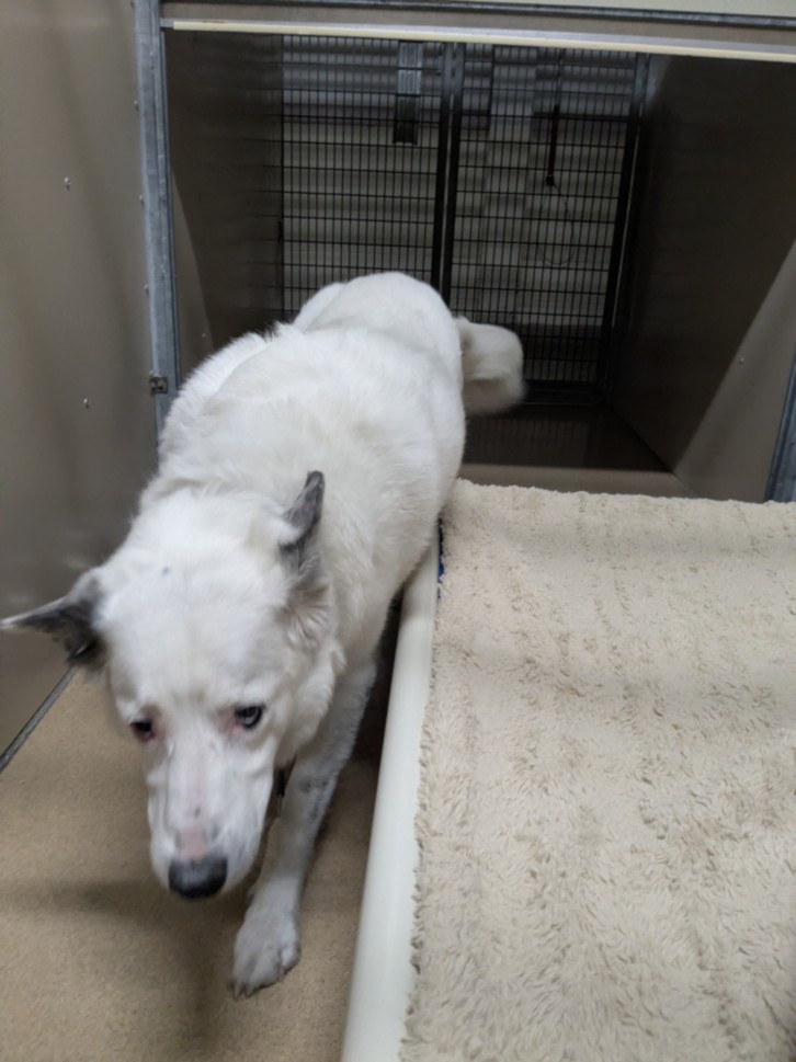 Shelter Stray Male Dog last seen MISSION/HARDER, 16 Barnes Ct, Hayward, CA 94544, USA