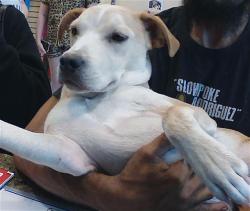 Shelter Stray Female Dog last seen LAKE DR AND MOON, 19640 Dogpatch Ln, Land O' Lakes, FL 34638, USA