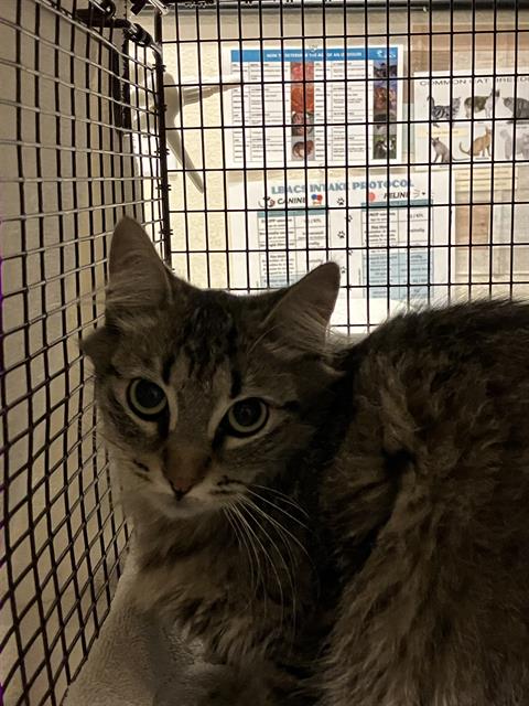Shelter Stray Female Cat last seen Near BLOCK BLCK E CURRY ST, LONG BEACH, CA 90805, 7700 E Spring St, Long Beach, CA 90815, USA