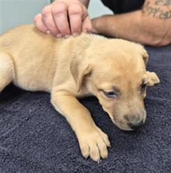 Shelter Stray Female Dog last seen Near BLOCK W INYOKERN RD INYOKERN CA 93555, 3951 Fruitvale Ave, Bakersfield, CA 93308, USA