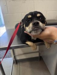 Shelter Stray Female Dog last seen SAN CARLO X SAN ANSELMO, 333 Chandler Pl, San Bernardino, CA 92408, USA